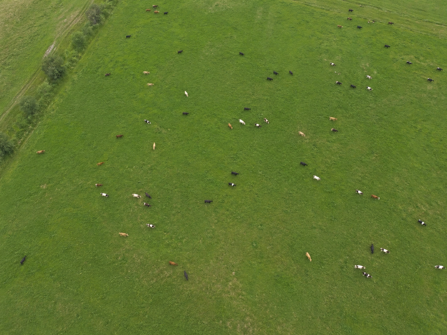 Aerial view of grass-fed cattle on open pasture